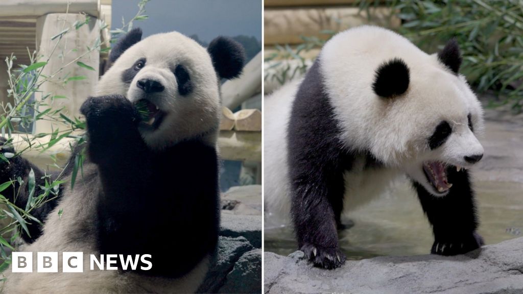 Two pandas are seen exploring their new home.